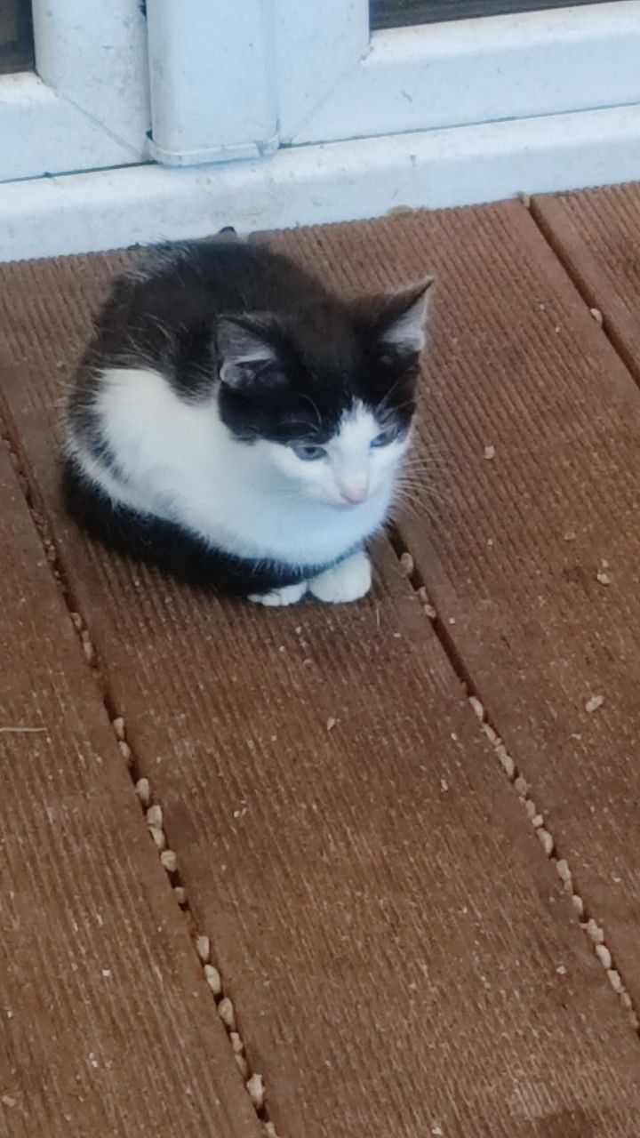 Котята ищут заботливого хозяина - Животные в Калининград - фото 4