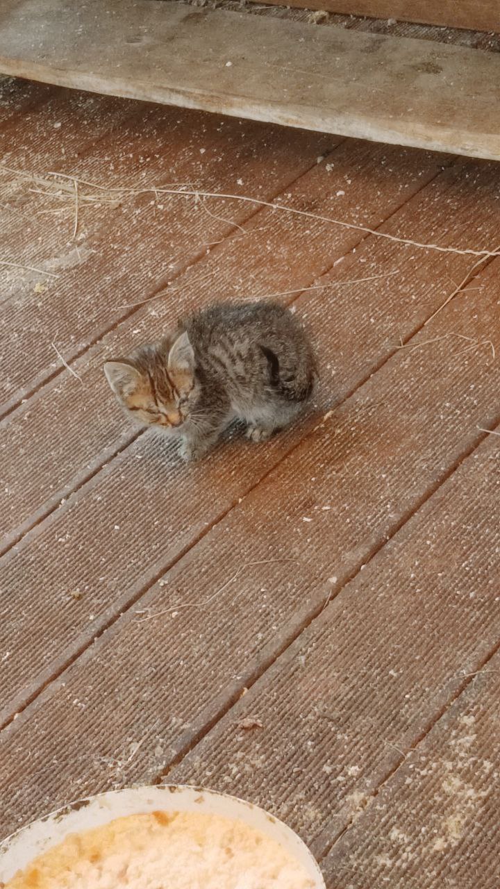 Котята ищут заботливого хозяина - Животные в Калининград - фото 5