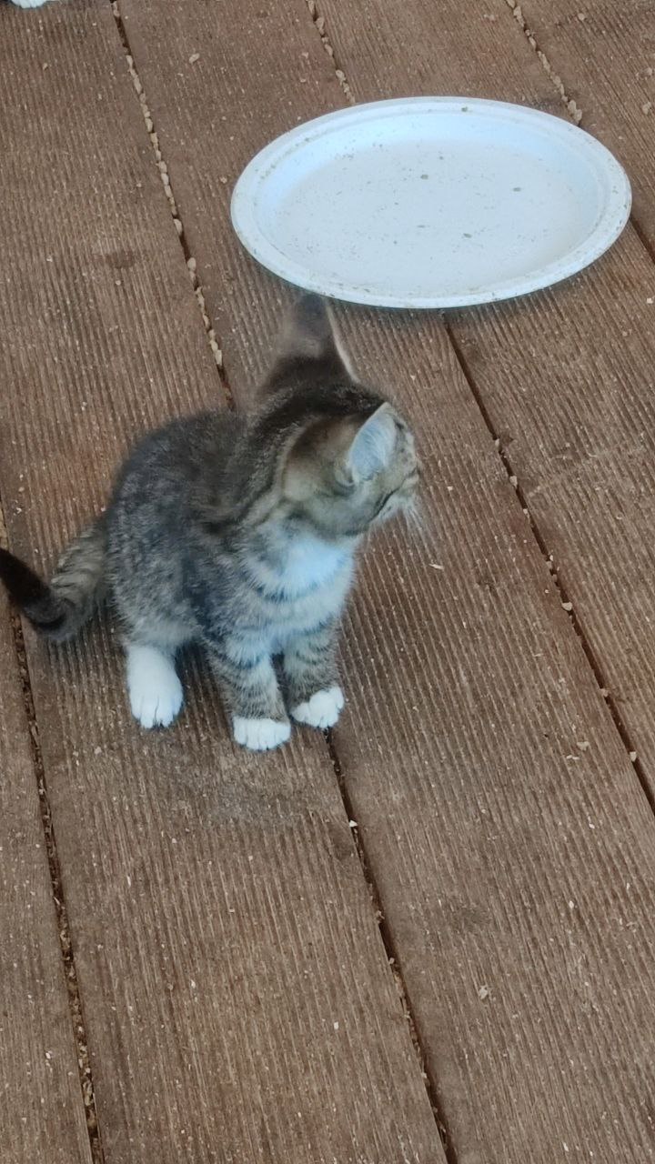 Котята ищут заботливого хозяина - Животные в Калининград - фото 6