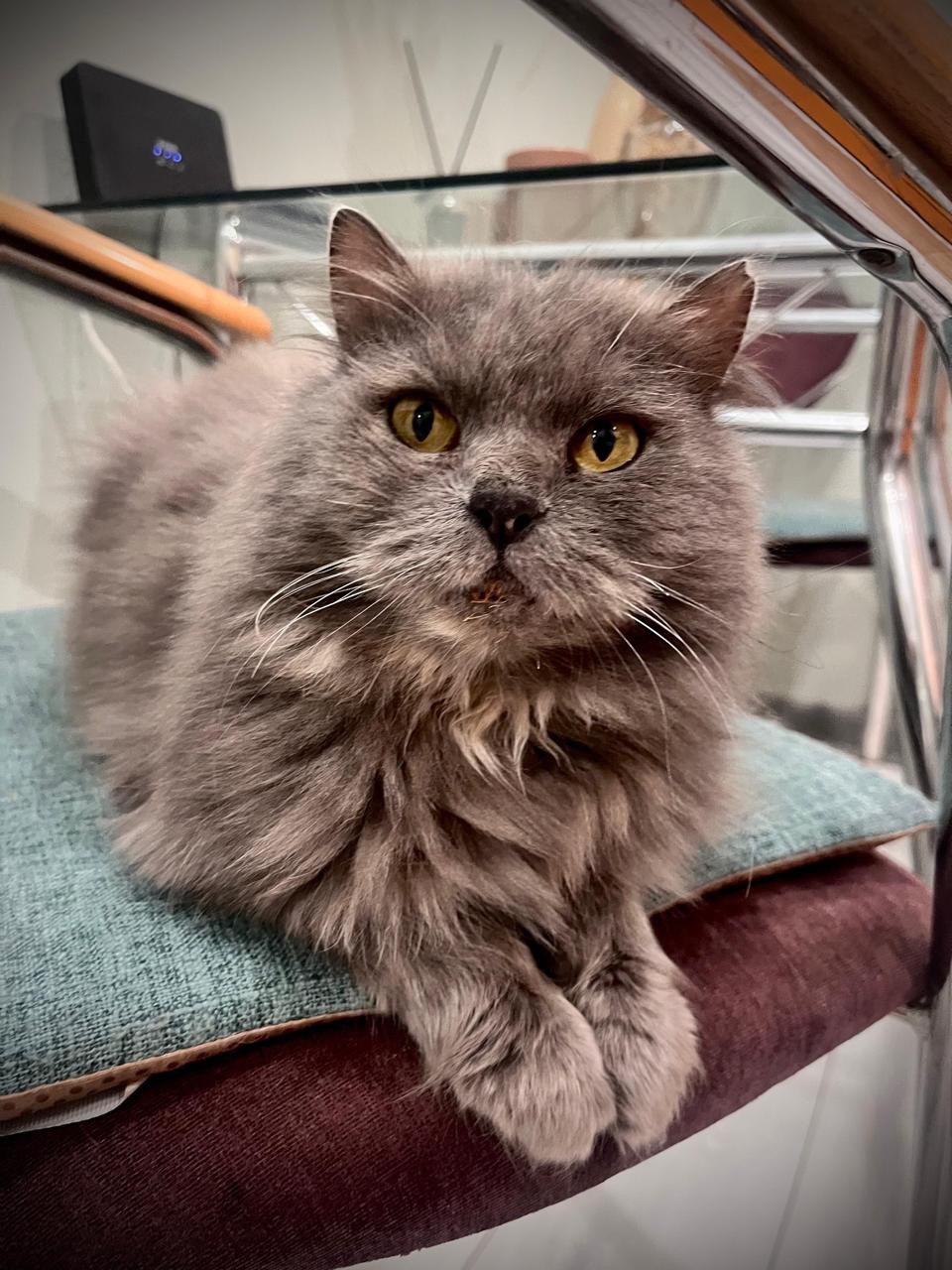 Сильвия ищет дом - Животные в Чита