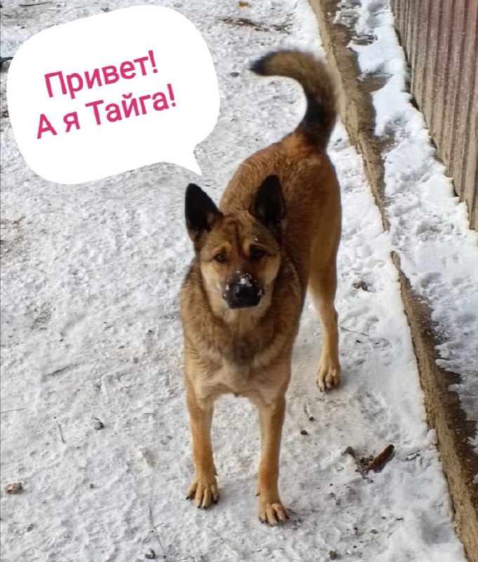 Пристройство двух сестринских собак - Животные в Чита