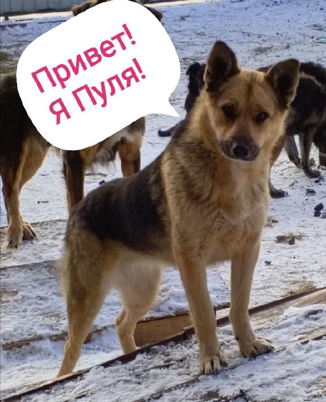 Пристройство двух сестринских собак - Животные в Чита - фото 3