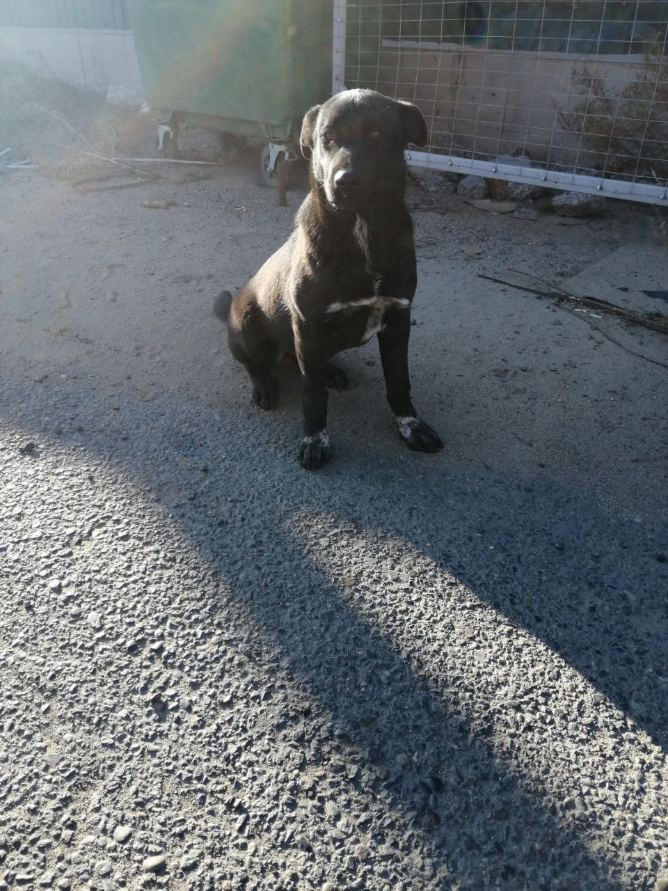 Пристраивается щенок девочка 5 месяцев - Животные в Чита