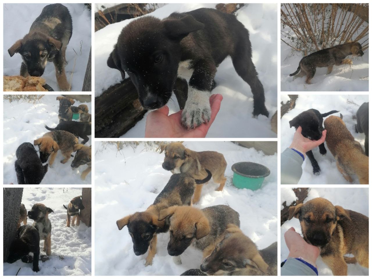 Помогите найти дом для щенят - Животные в Чита