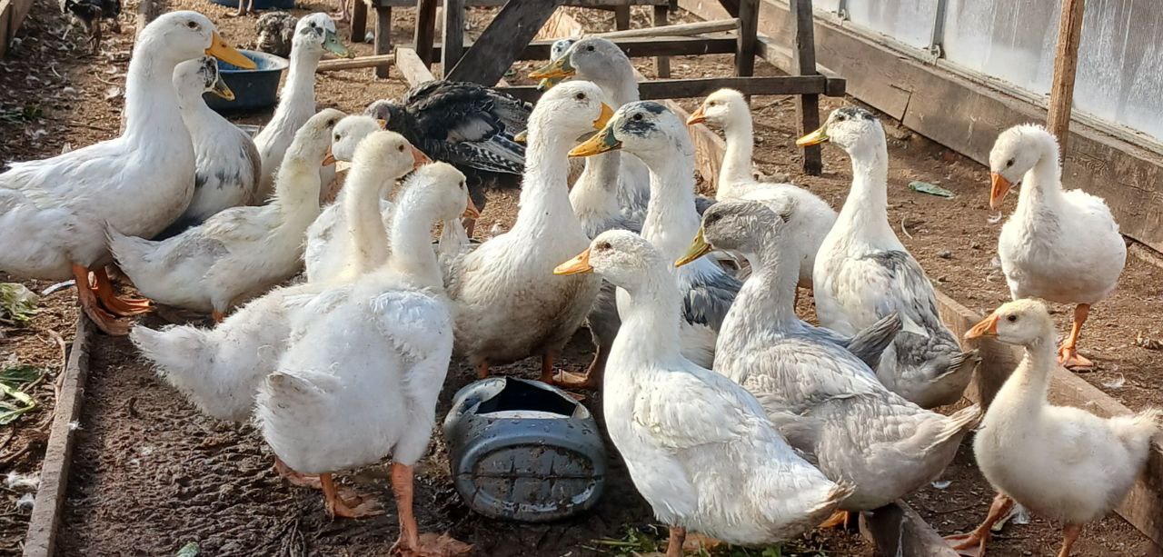 Продажа индюшат, гусят, уток - Животные в Чита