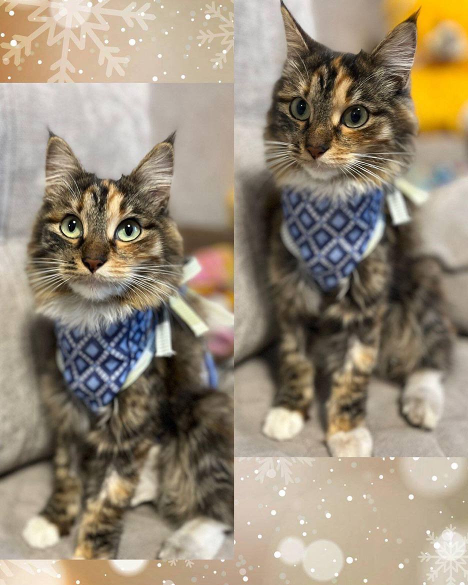 Белочка ищет семью - Животные в Чита