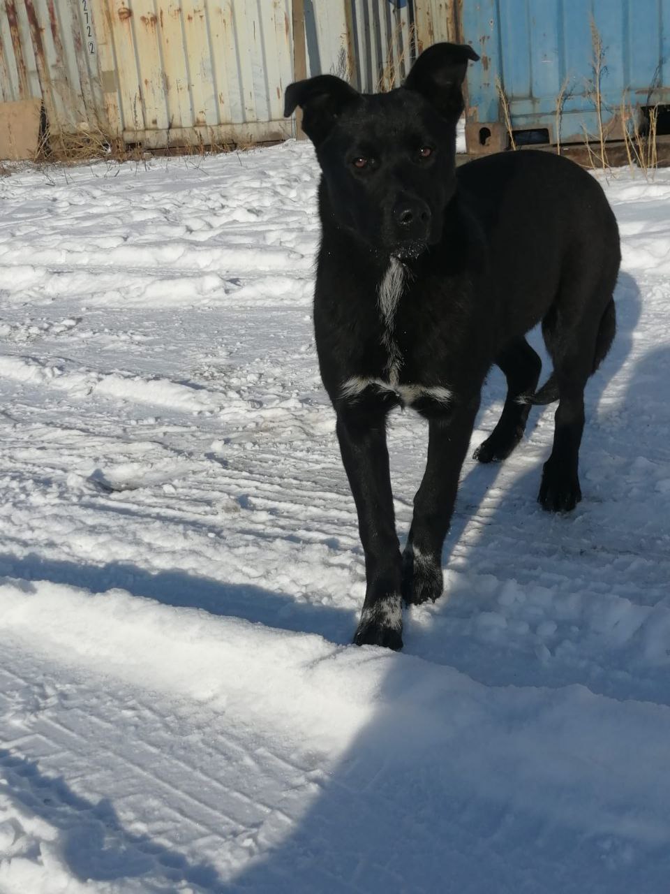Пристраивается бездомный щенок - Животные в Чита