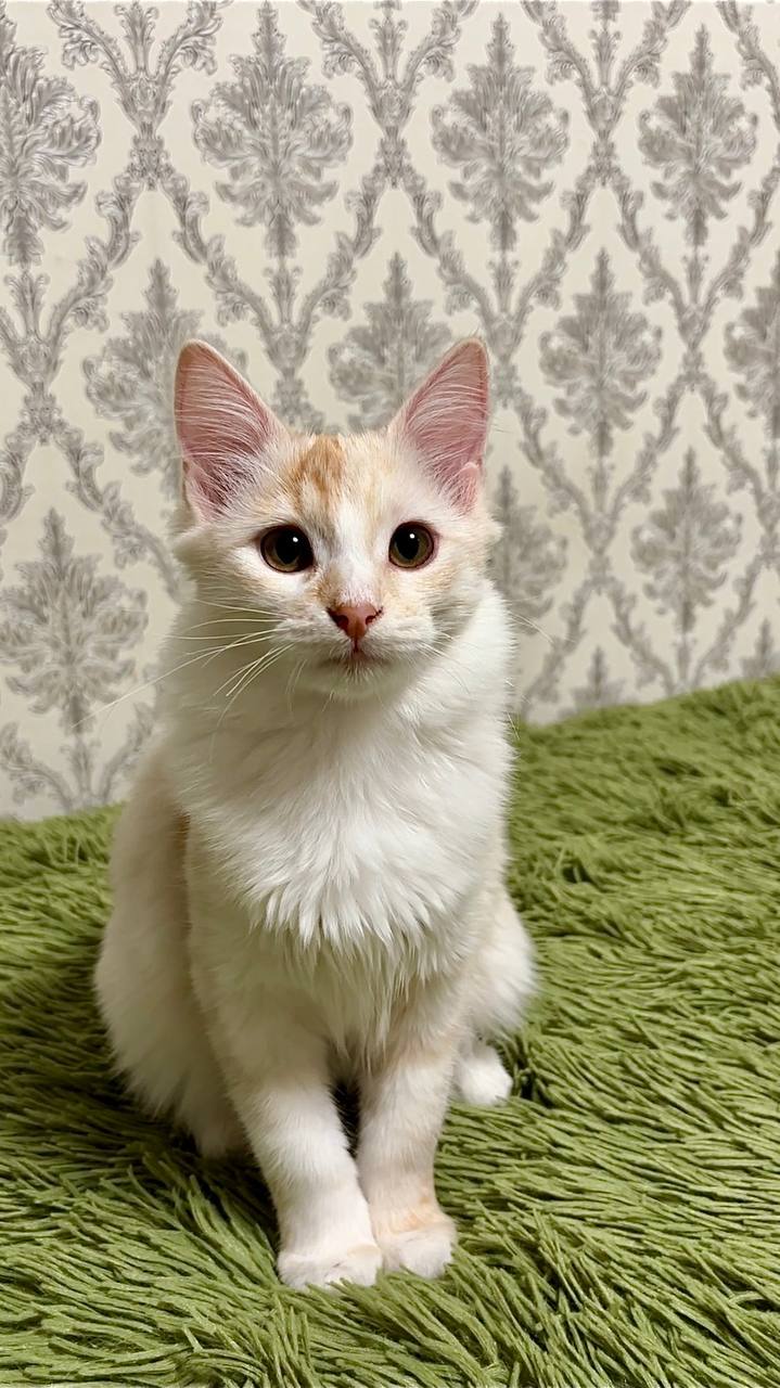 Ищут дом два 4-х месячных котёнка - Животные в Чебоксары