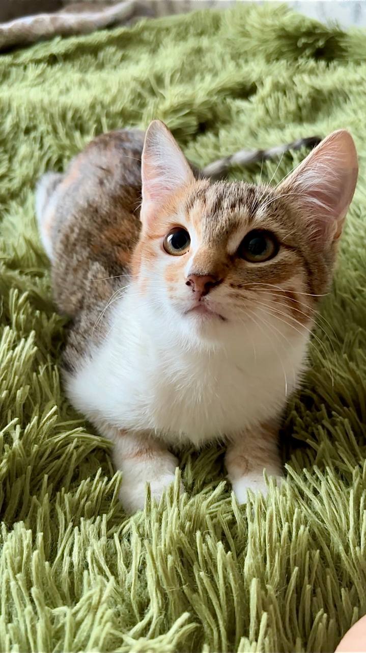 Ищут дом два 4-х месячных котёнка - Животные в Чебоксары - фото 3