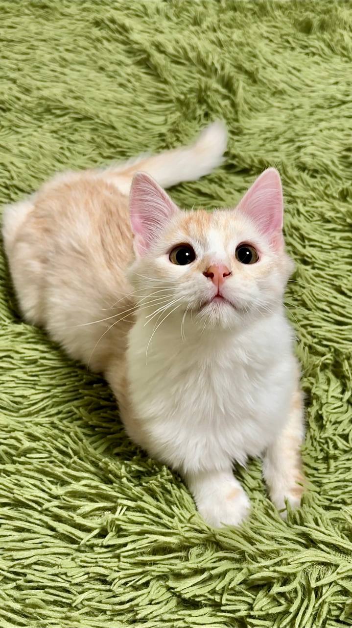 Ищут дом два 4-х месячных котёнка - Животные в Чебоксары - фото 4