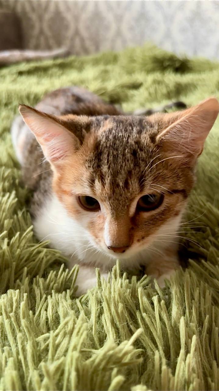 Ищут дом два 4-х месячных котёнка - Животные в Чебоксары - фото 3