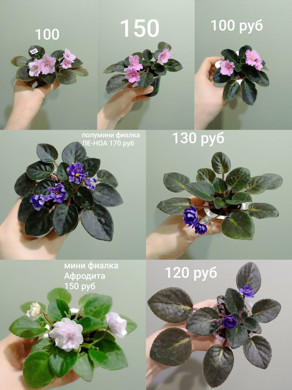 Фиалки - Хобби и отдых в Чебоксары