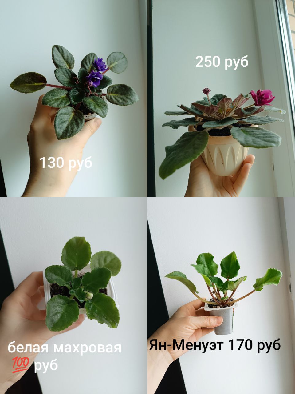 Фиалки - Хобби и отдых в Чебоксары - фото 2