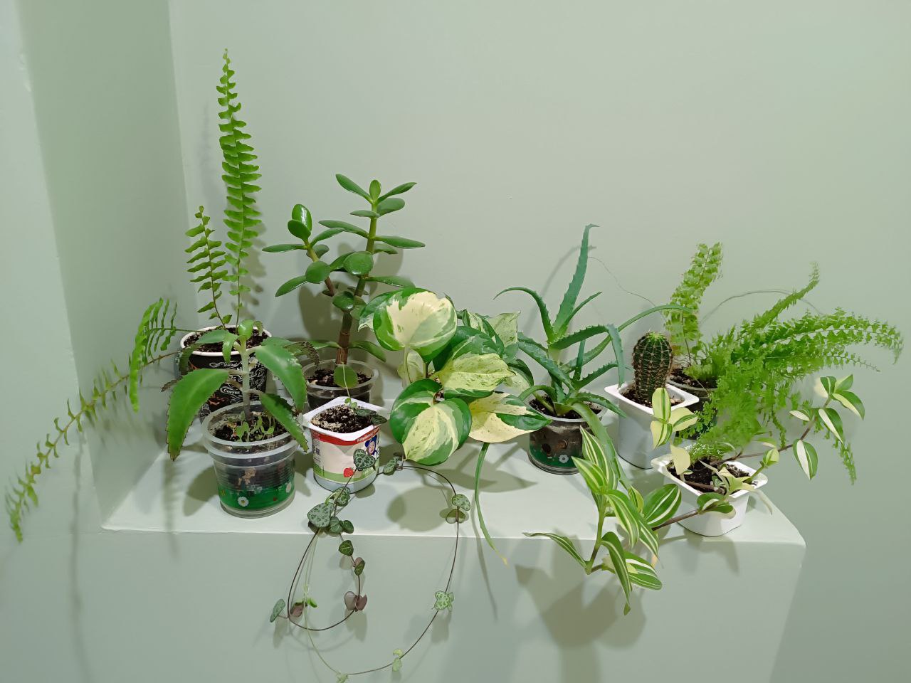 Фиалки - Хобби и отдых в Чебоксары - фото 3