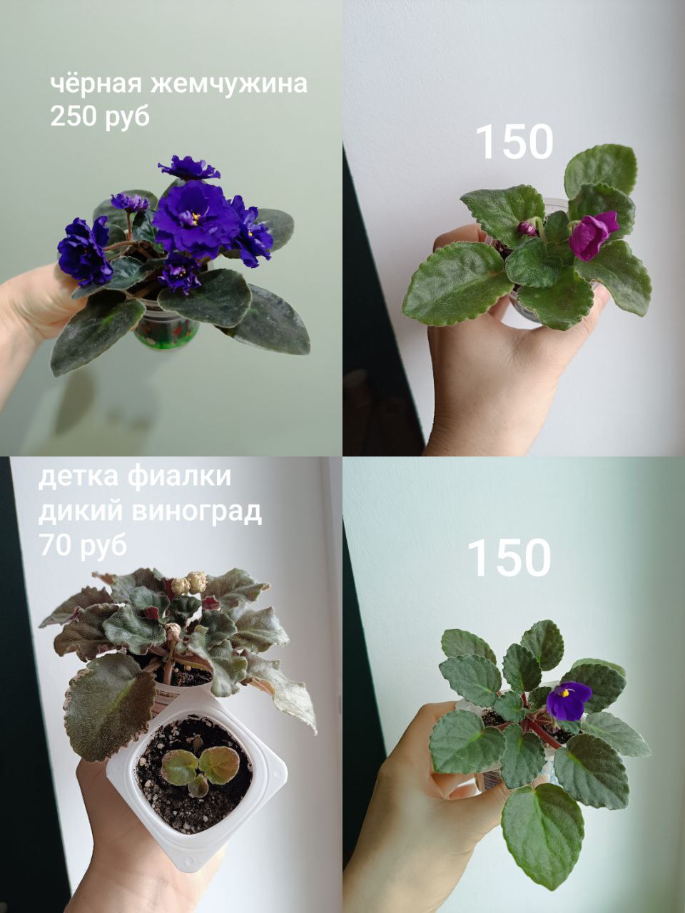 Фиалки - Хобби и отдых в Чебоксары - фото 4