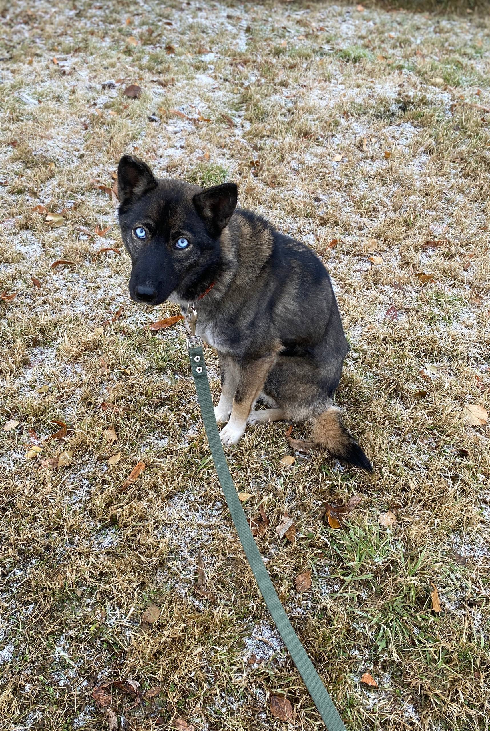 Помесь хаски нуждается в семье - Животные в Нижневартовск