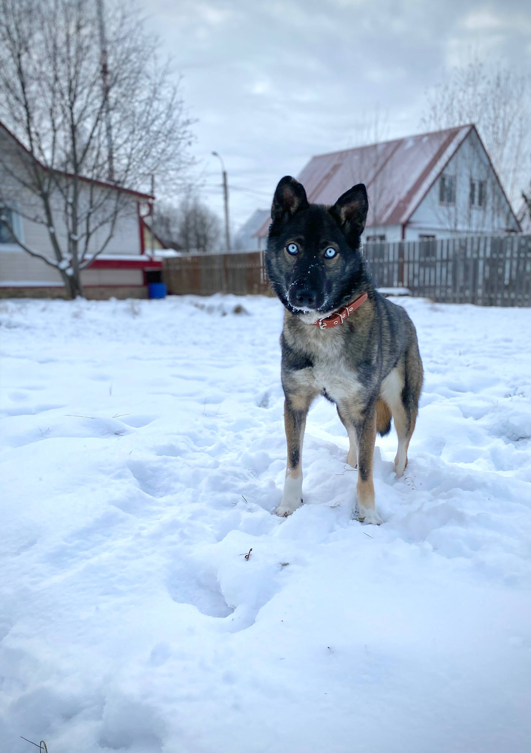 Помесь хаски нуждается в семье - Животные в Нижневартовск - фото 2