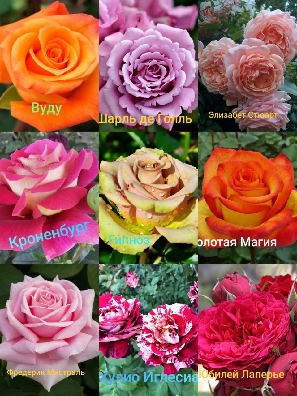 Продажа саженцев роз - Хобби и отдых в Севастополь - фото 2