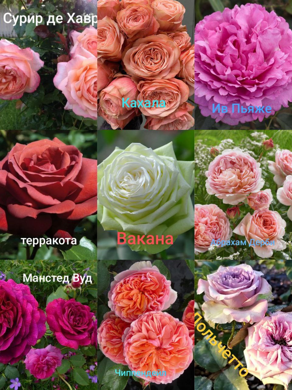 Продажа саженцев роз - Хобби и отдых в Севастополь - фото 3