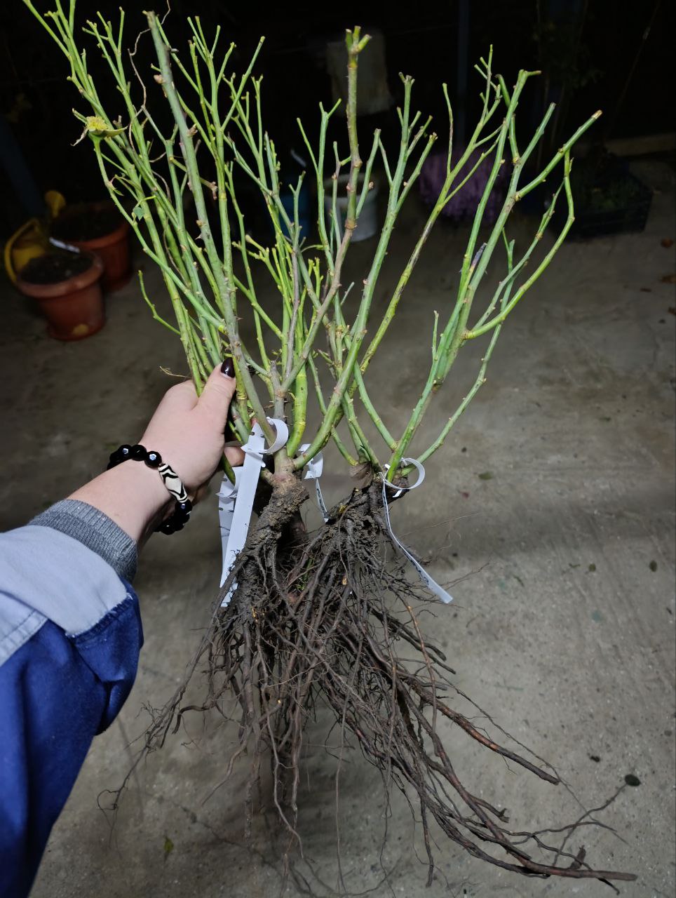 Продажа саженцев роз - Хобби и отдых в Севастополь - фото 4