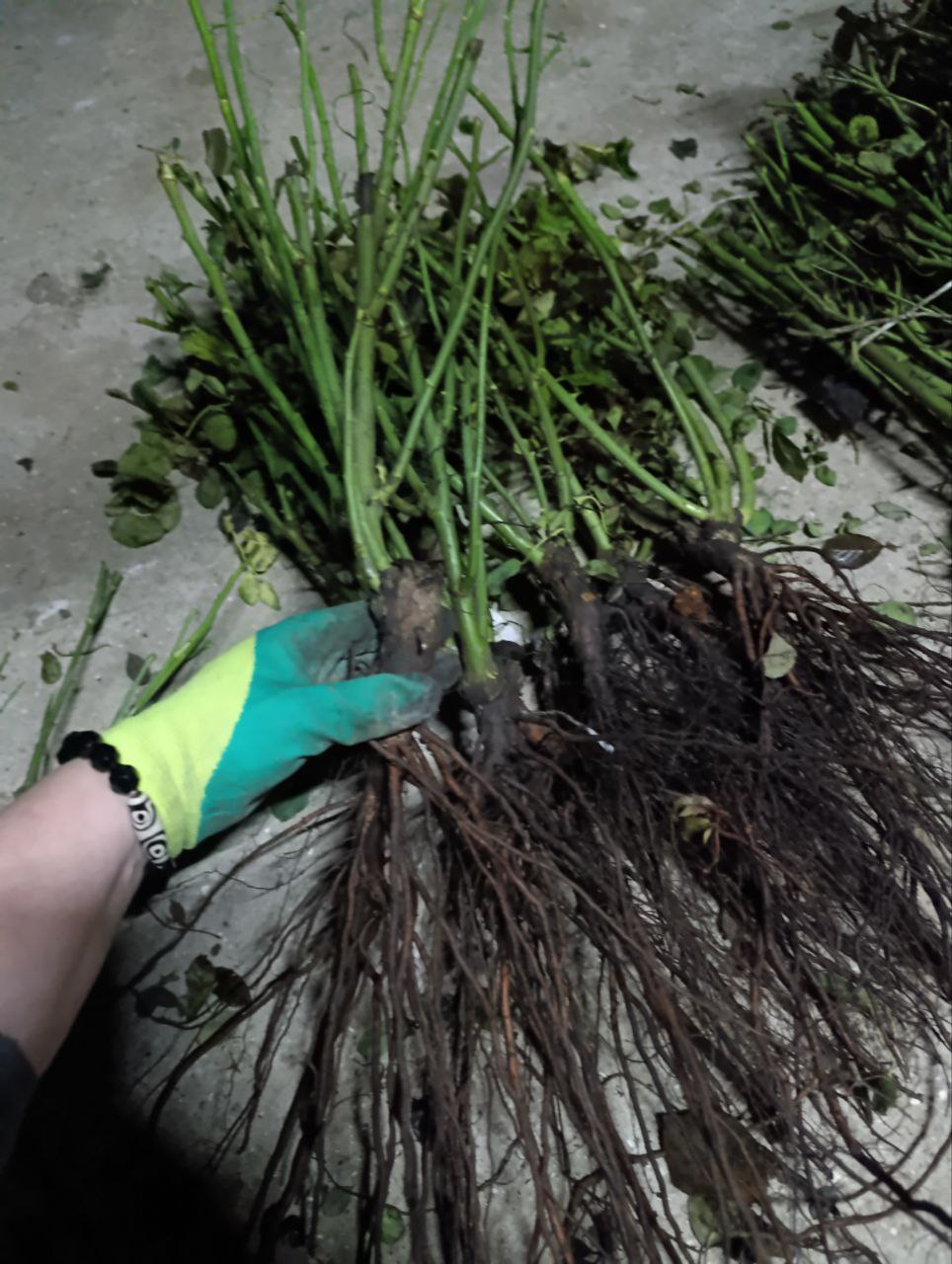 Продажа саженцев роз - Хобби и отдых в Севастополь - фото 5