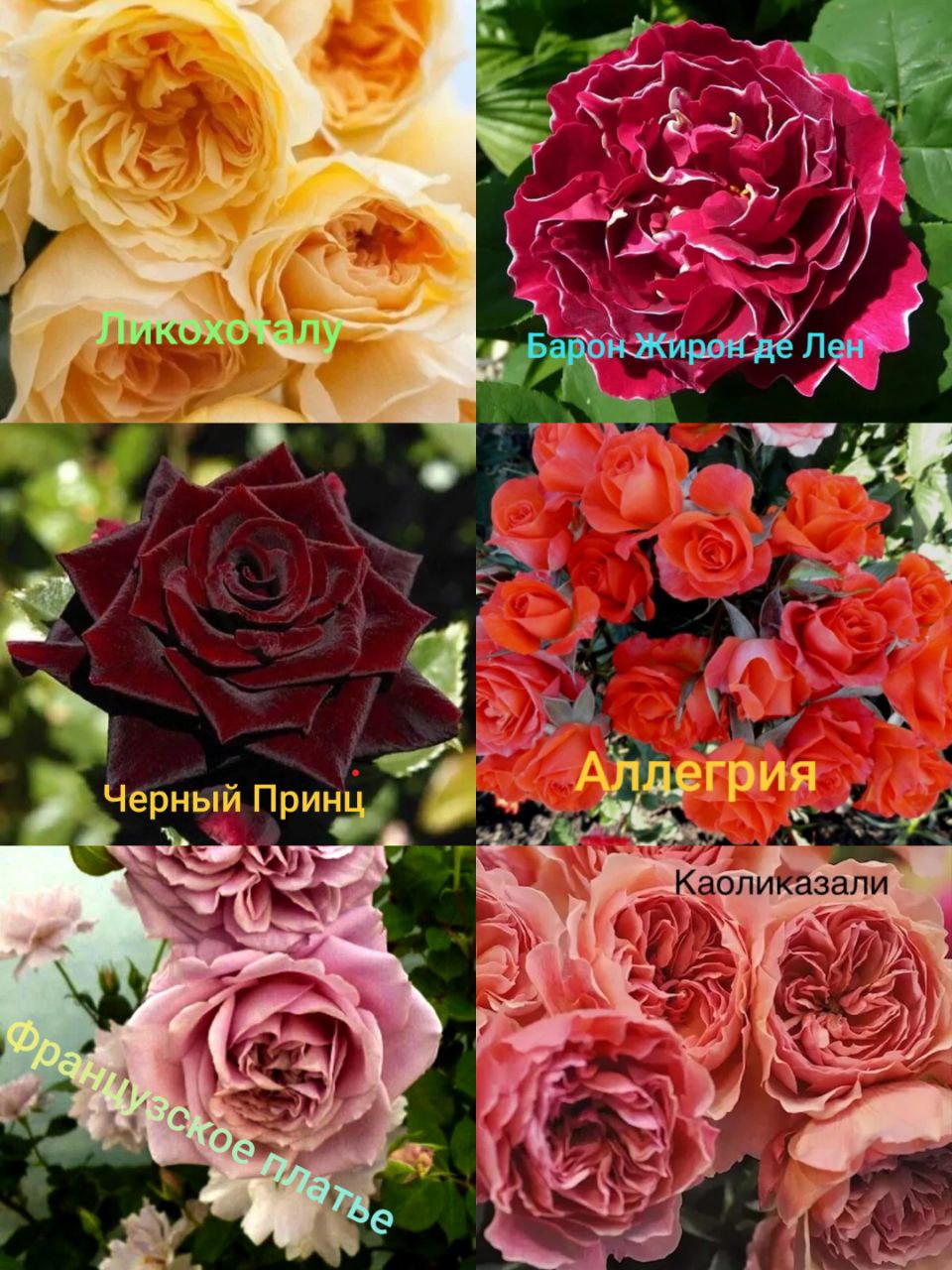 Продажа саженцев роз - Хобби и отдых в Севастополь - фото 6