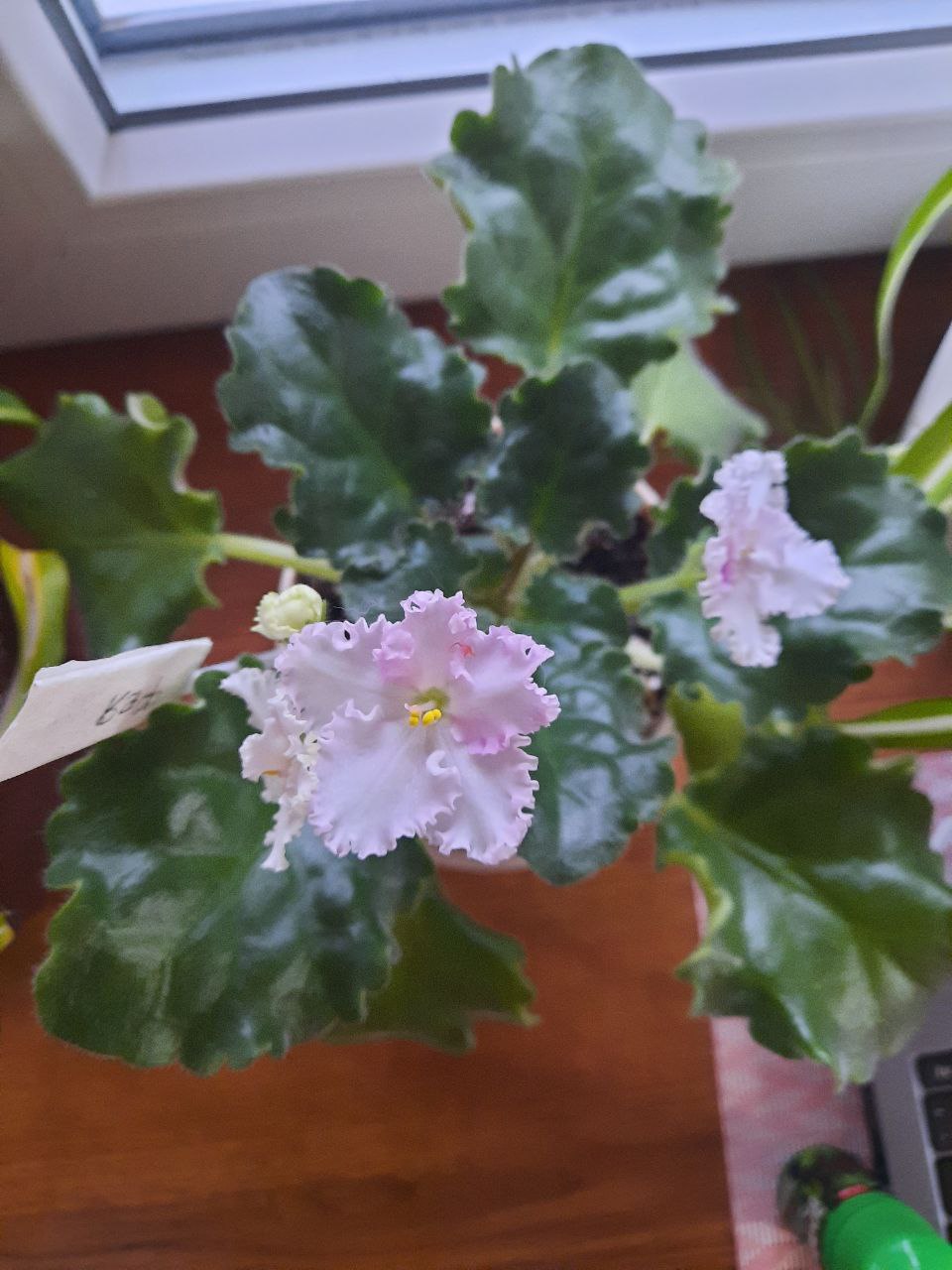 Фиалка Фея - частное объявление в Пенза