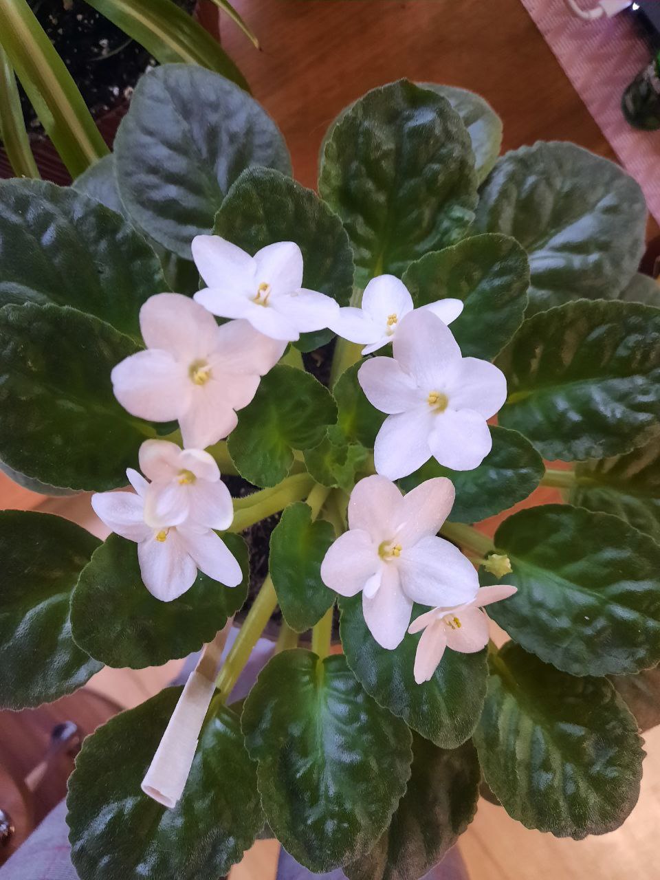 Фиалочка Optimaro Ontario - частное объявление в Пенза