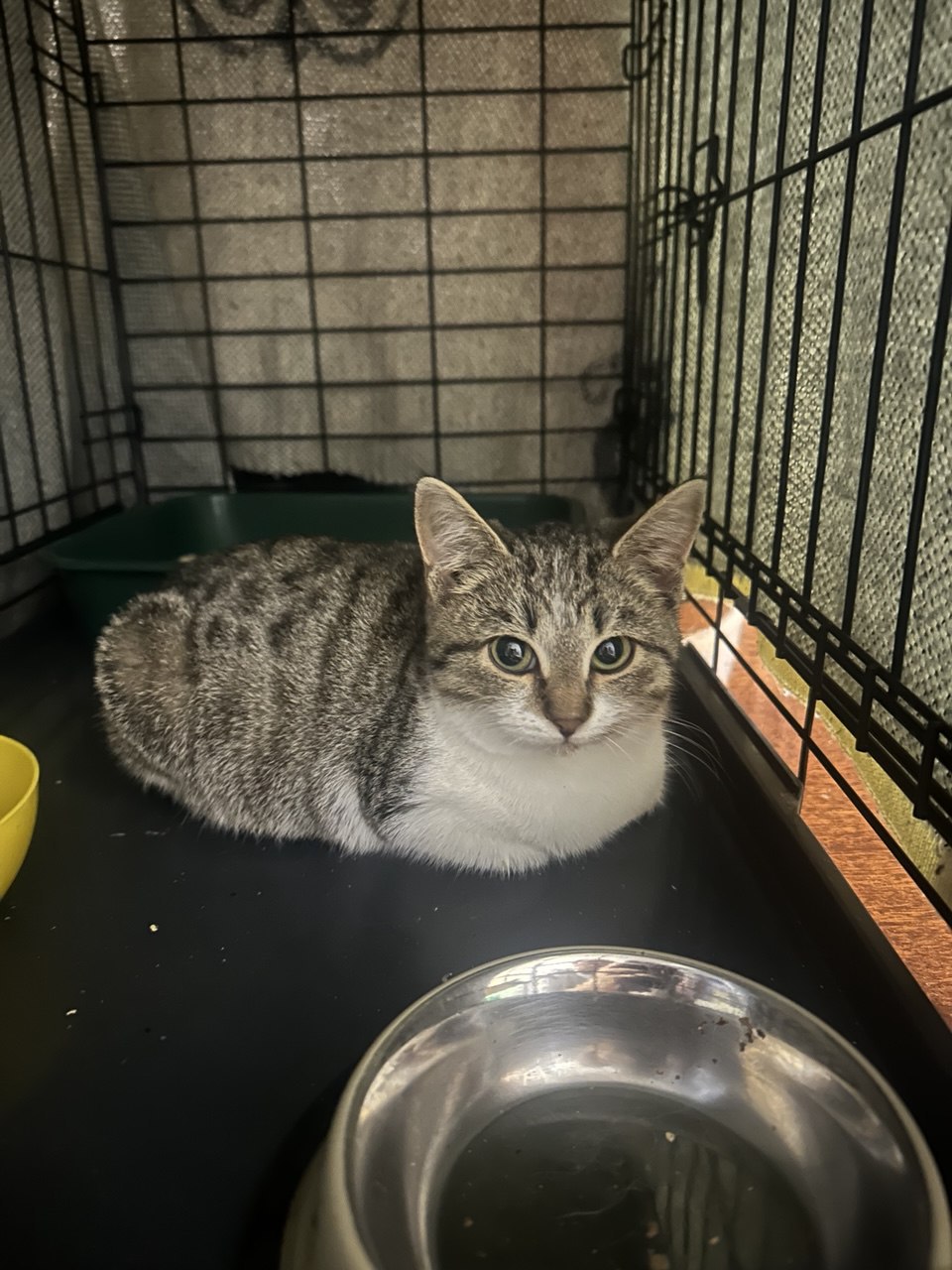 Ищет дом маленькая кошка Даша - Животные в Пенза