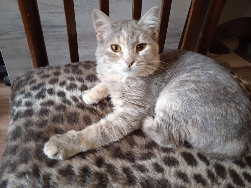 СРОЧНО НУЖДАЕТСЯ В ЗАБОТЕ - Животные в Пенза