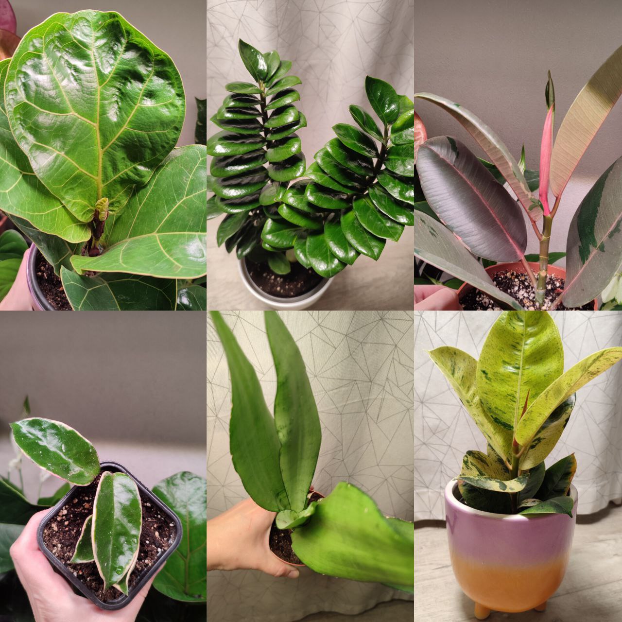 Продам комнатные растения - частное объявление в Пенза