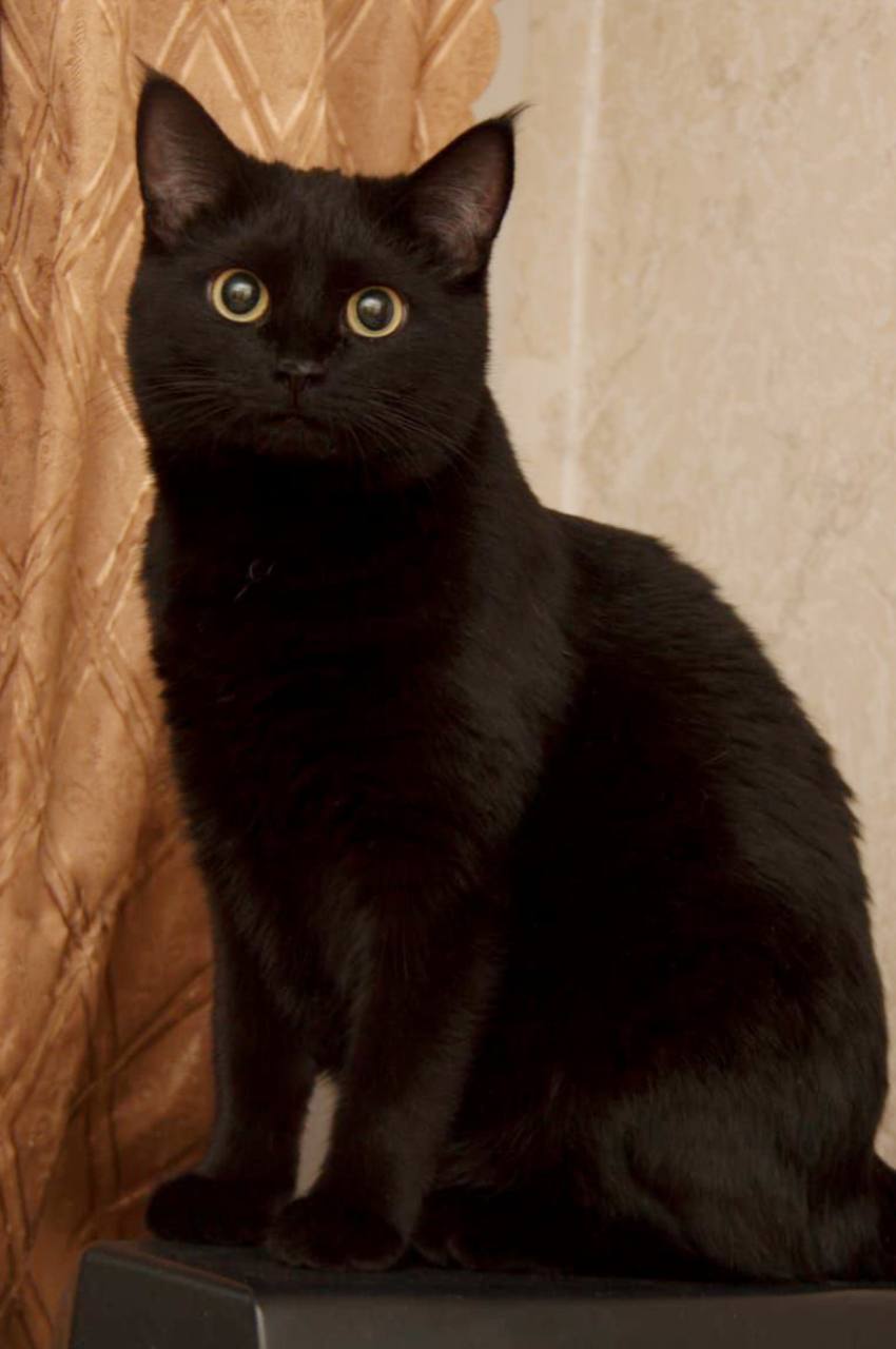 Агата — маленькое пушистое чудо - Животные в Пенза