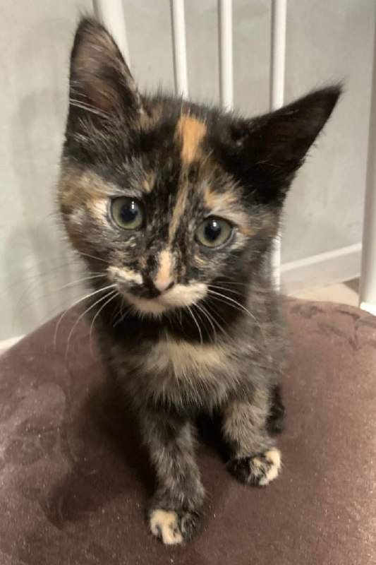 Малышка кошка с золотым характером - частное объявление в Пенза