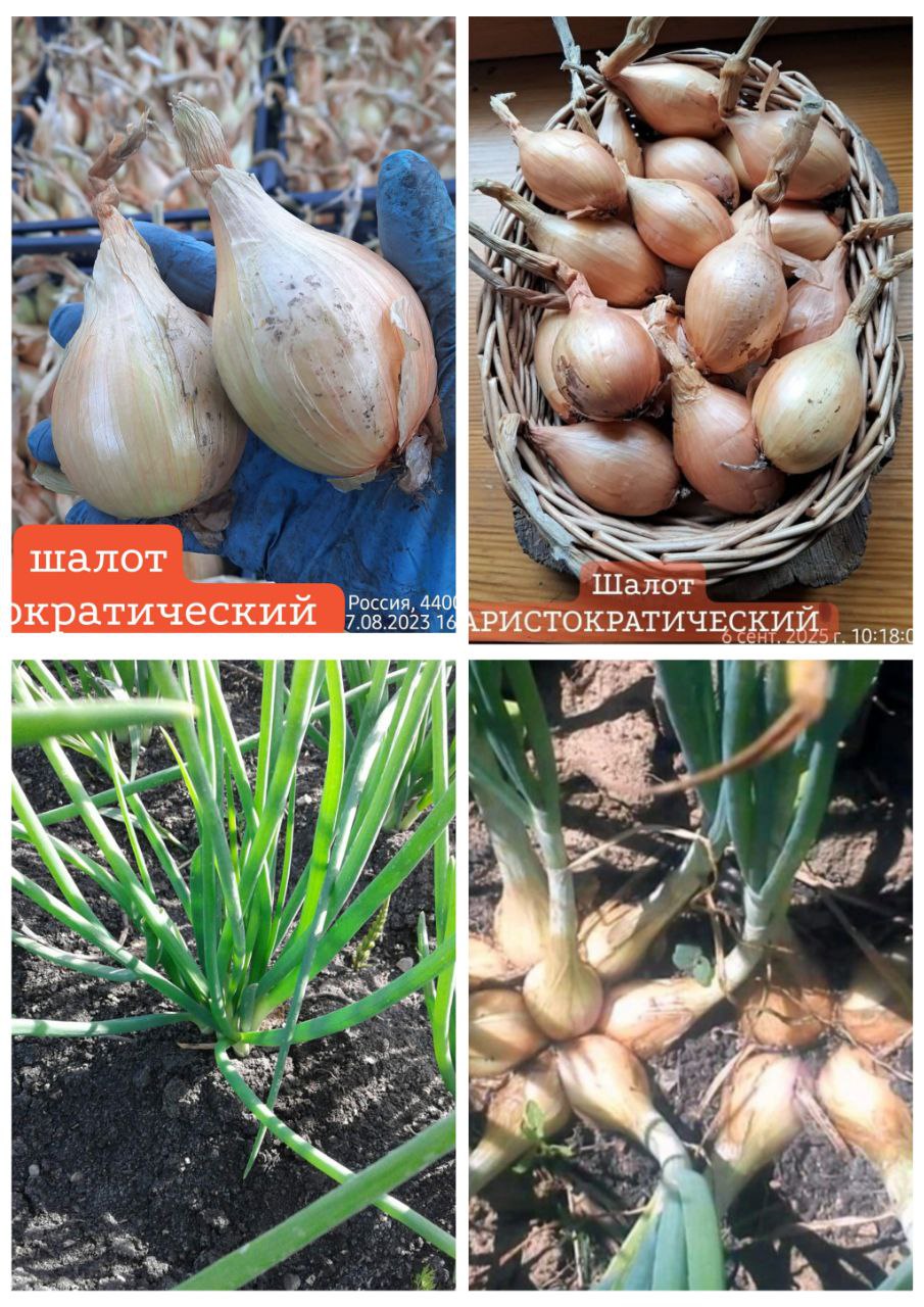 Посадочный материал шалота Аристократический - частное объявление в Пенза