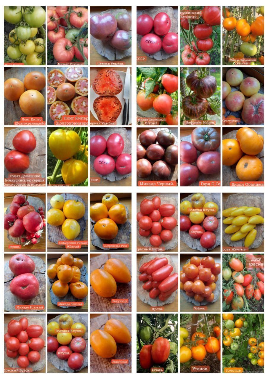 Продажа семян сортовых томатов - частное объявление в Пенза