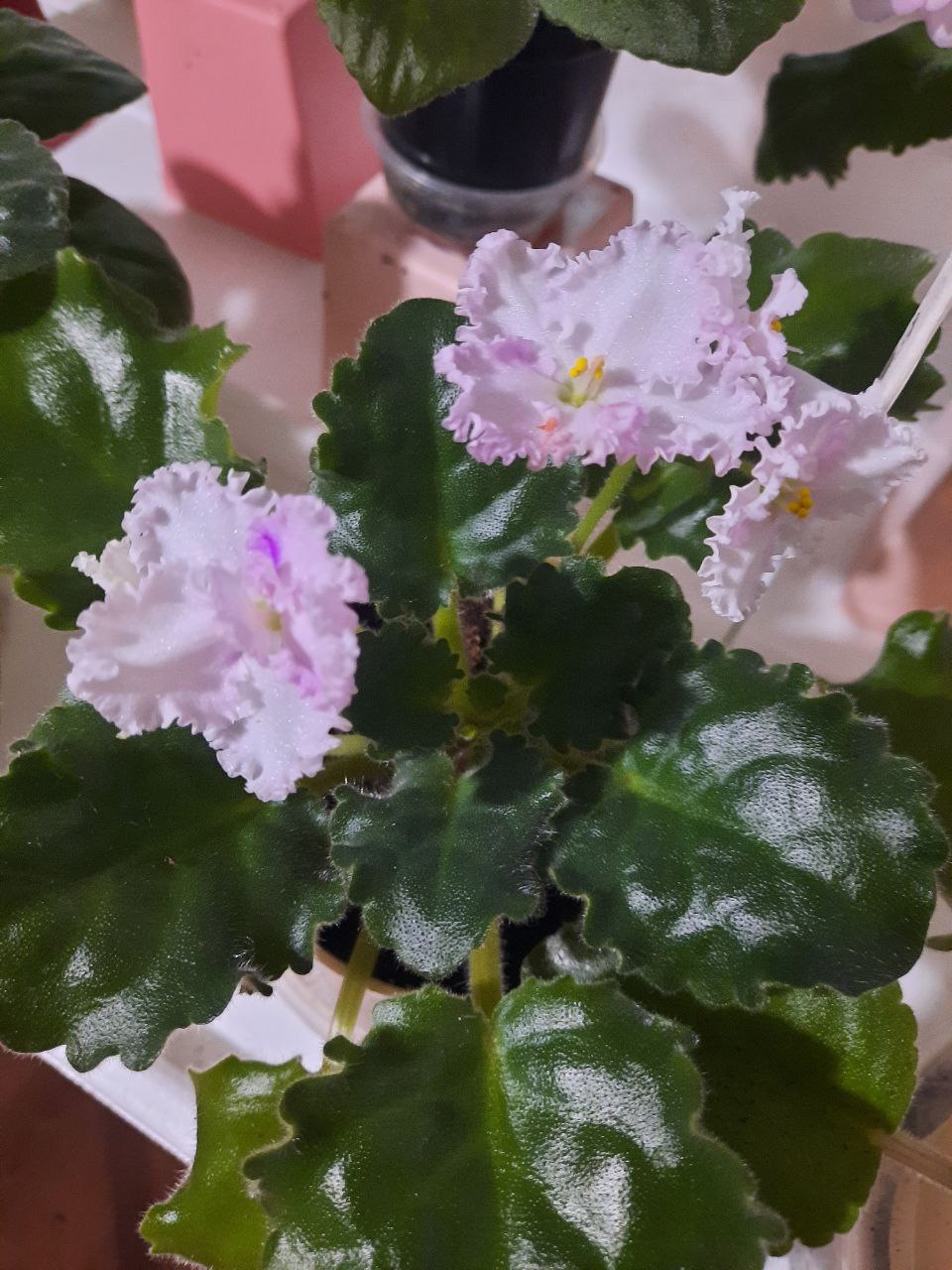 Фиалка Фея в горшочке - частное объявление в Пенза