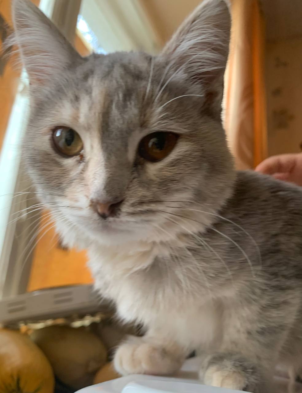 Срочно нуждается в доброте и доме - Животные в Пенза