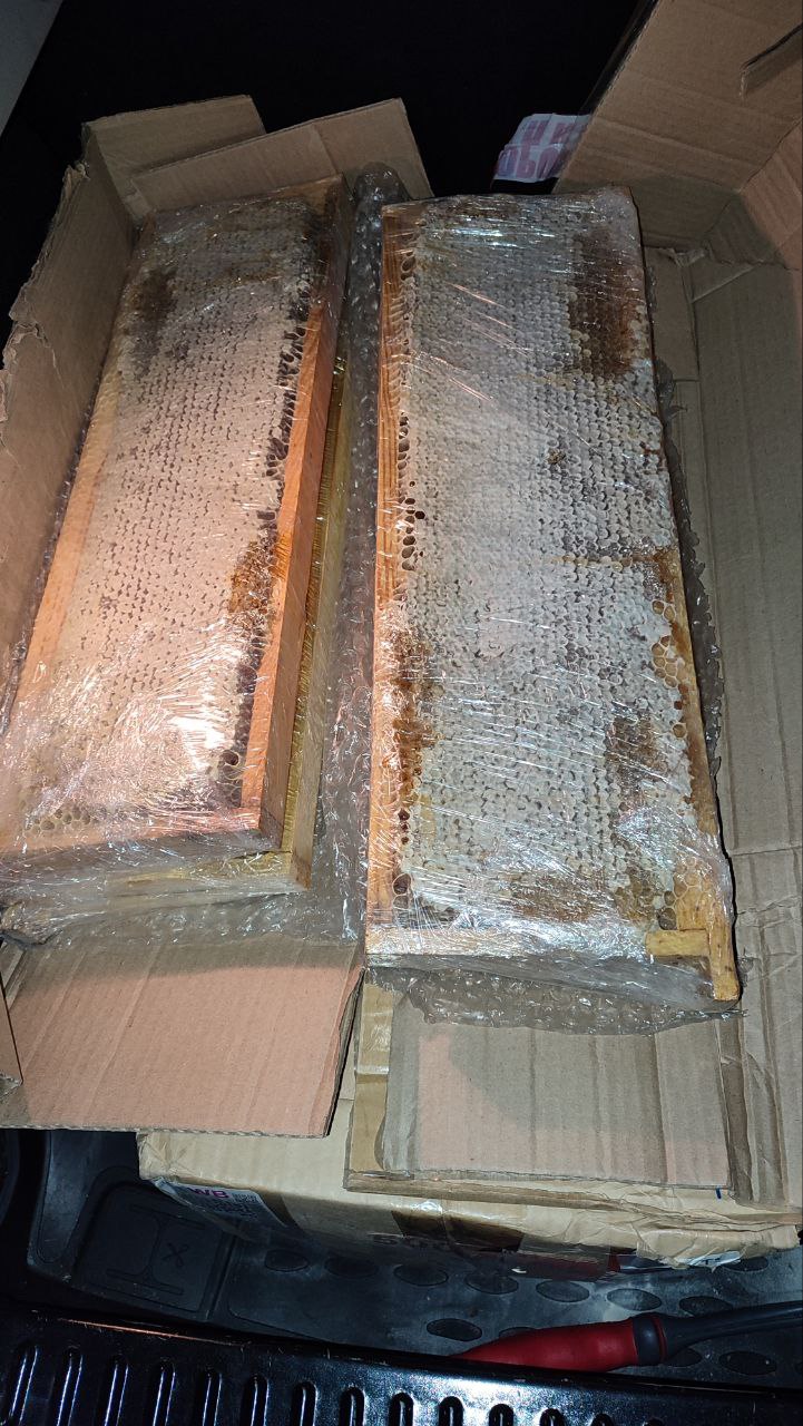 Рамки со свежим Алтайским медом - Хобби и отдых в Сургут