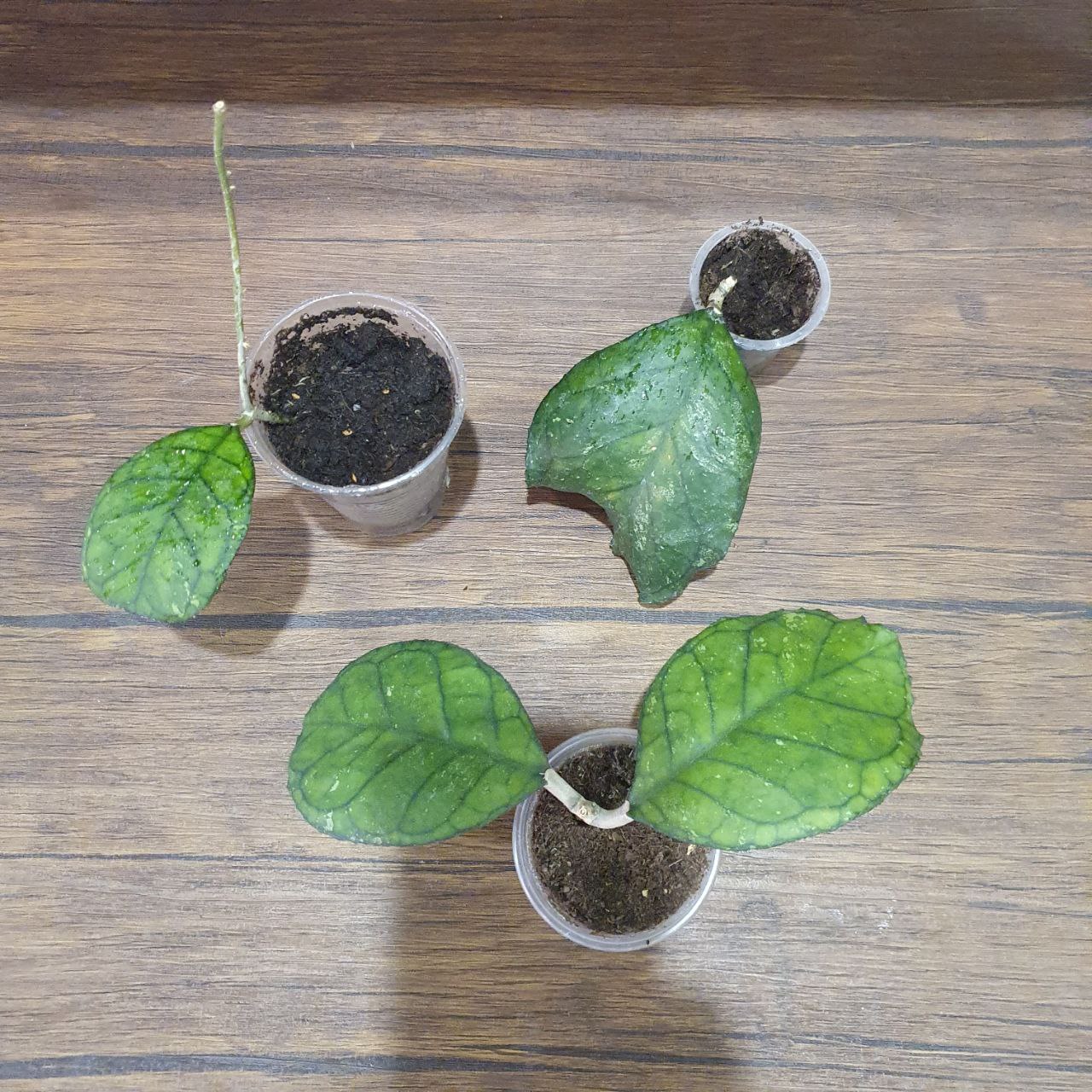 Укоренённые черенки хойи Светлана - Хобби и отдых в Сургут