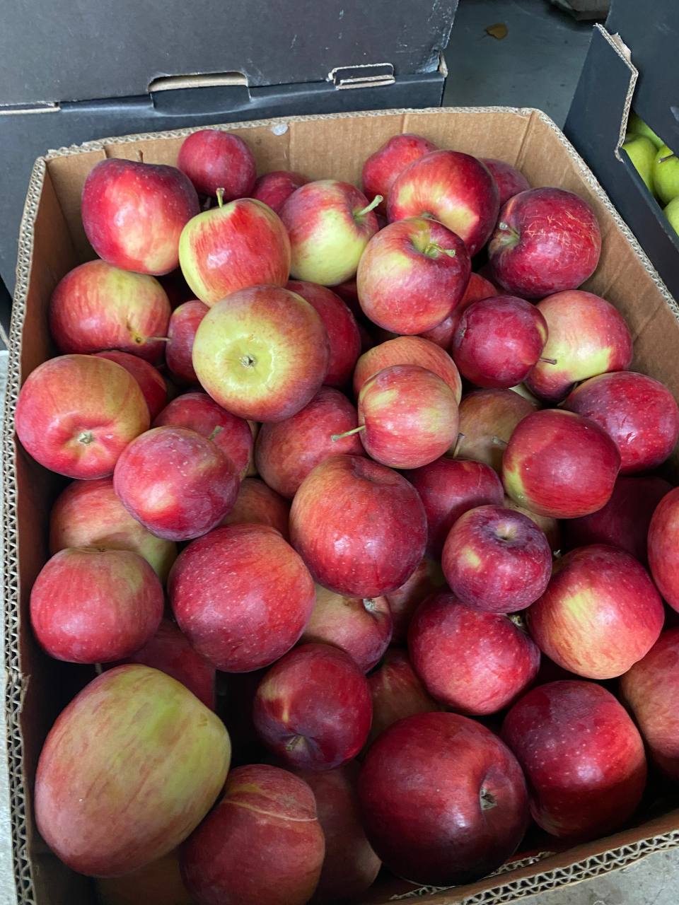 Продажа яблок сорта Беркутовка - частное объявление в Чебоксары, Новочебоксарск