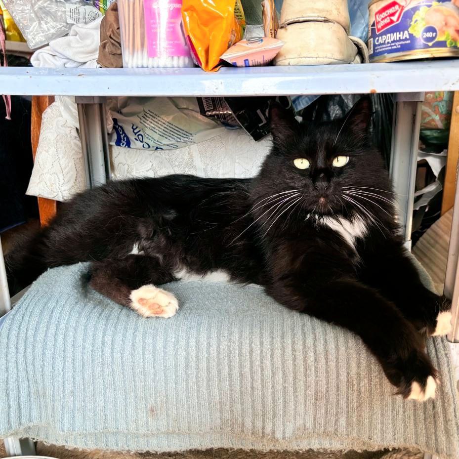 Срочно ищем дом для кошек - частное объявление в Челябинск