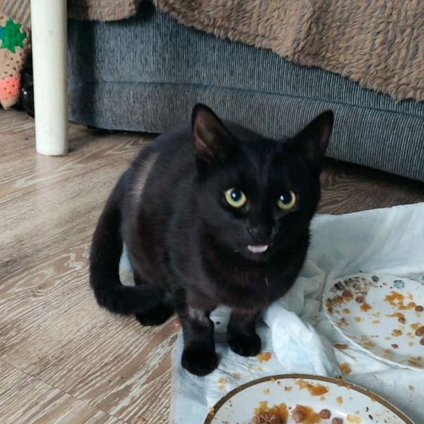 Срочно ищем дом для кошек - Животные в Челябинск - фото 2