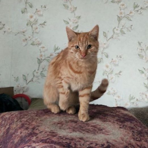 Срочно ищем дом для кошек - Животные в Челябинск - фото 3