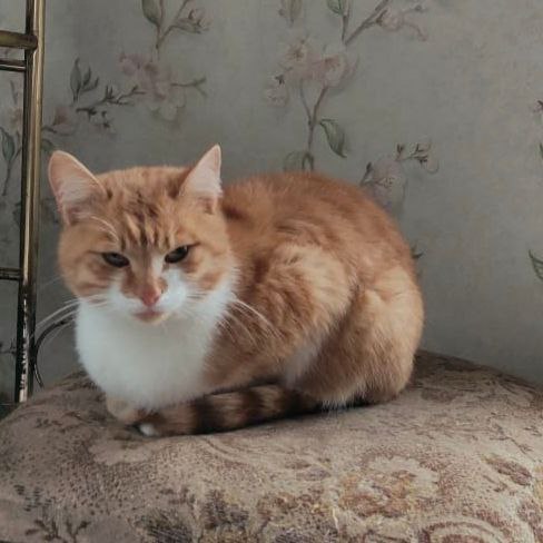 Срочно ищем дом для кошек - Животные в Челябинск - фото 4