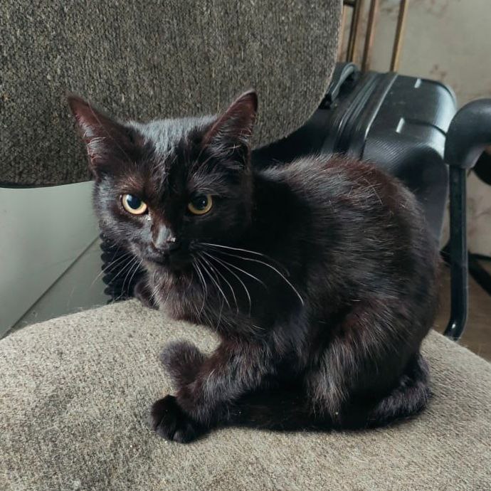 Срочно ищем дом для кошек - Животные в Челябинск - фото 5