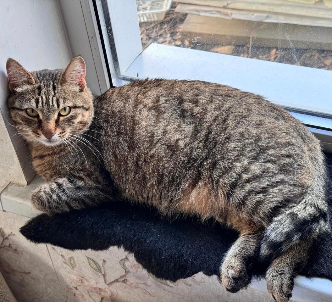 Срочно ищем дом для кошек - Животные в Челябинск - фото 6