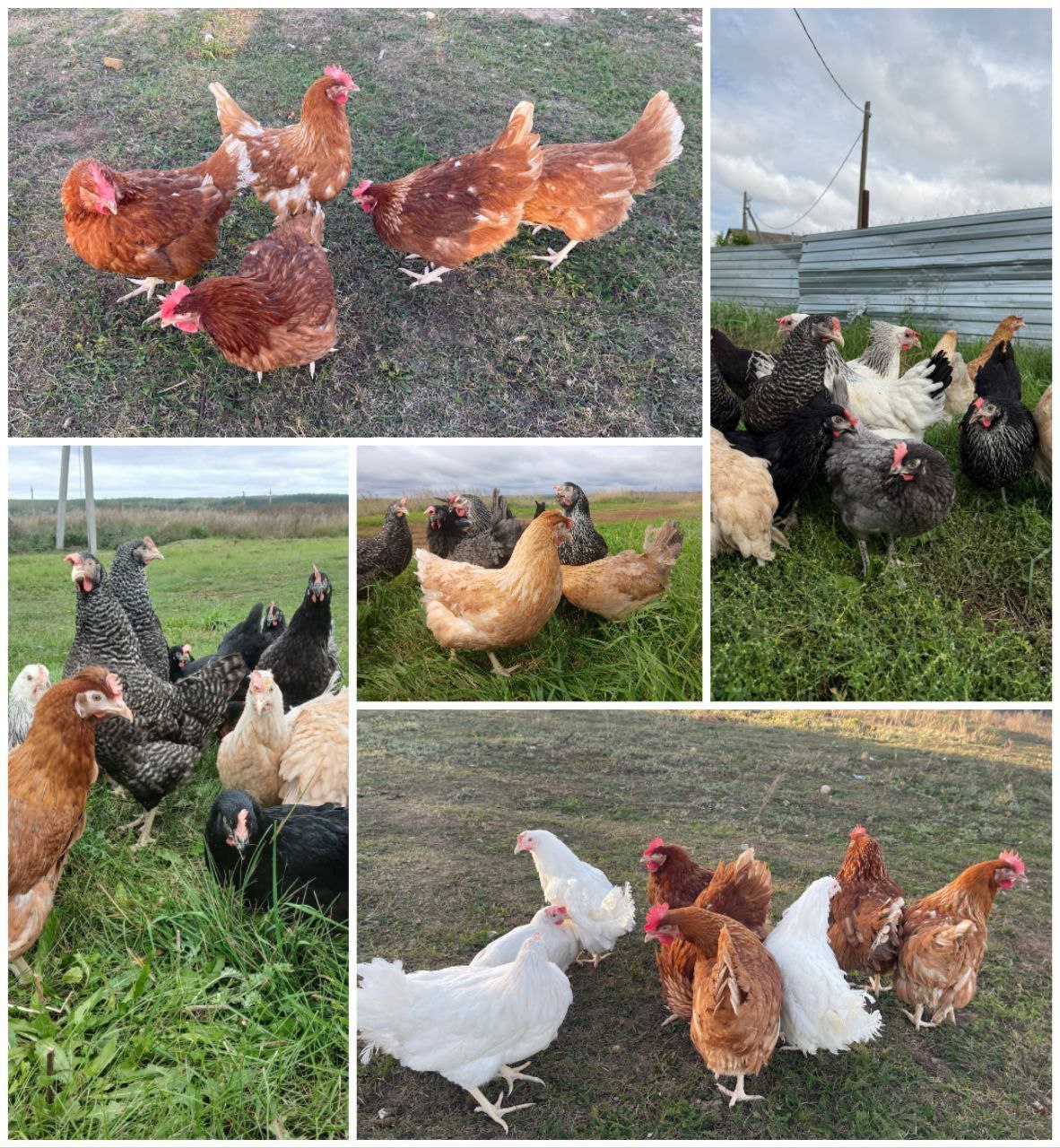 Молодки кур-несушек Доминант и Родонит - Животные в Оренбург