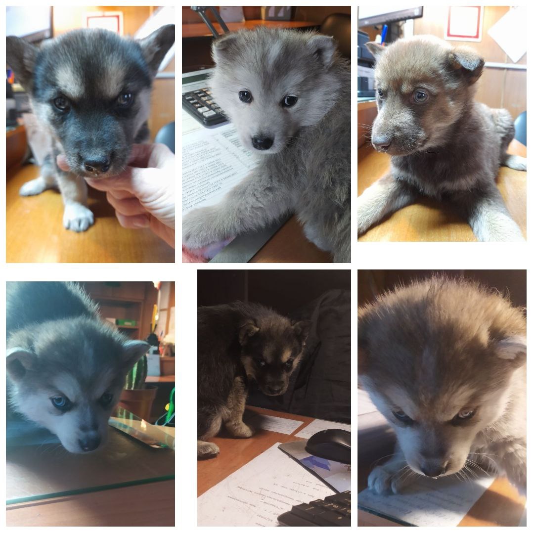 Ищем дом щенкам - Животные в Братск