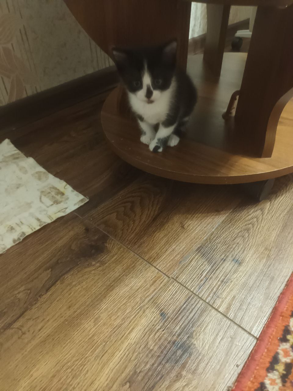 Отдам котенка девочку - Животные в Братск