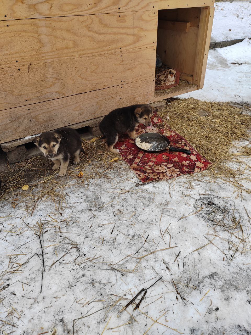 Ищем дом щенкам - Животные в Братск